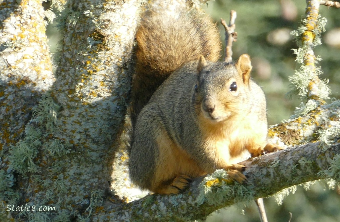 Squirrel sitting in the fork of a mossy tree
