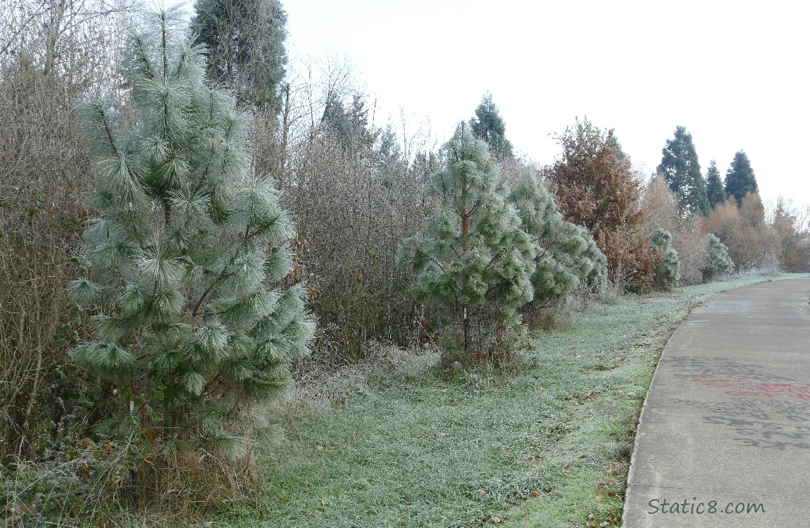 Frosty trees along the bike path