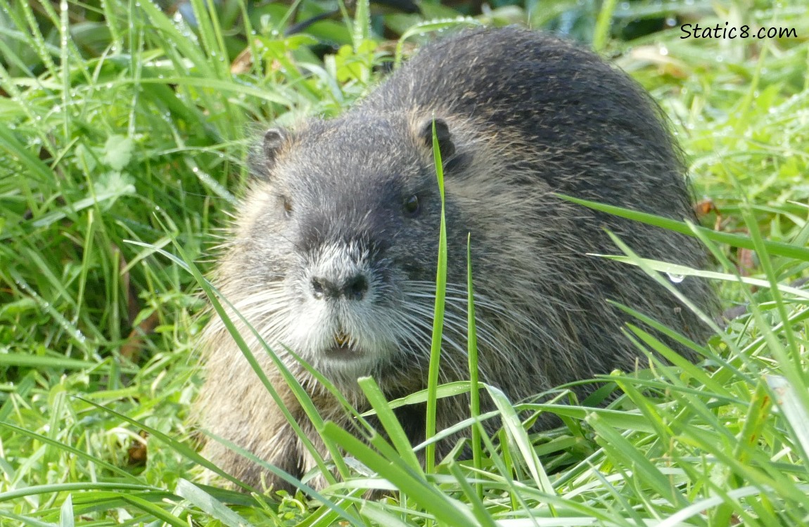 Nutria standing in the grass