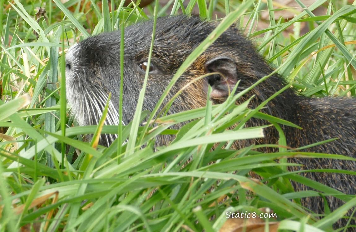 Nutria peeking out of the grass