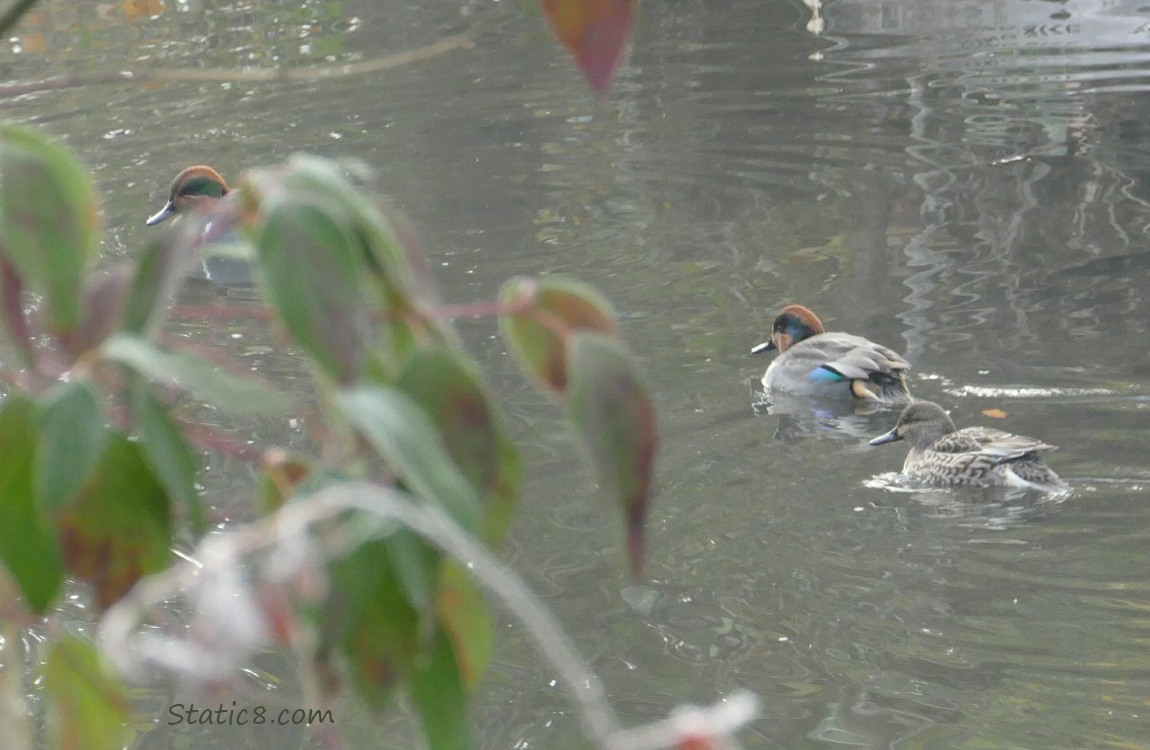 Male and Female Green Wing Teals, on the water, another male behind leaves