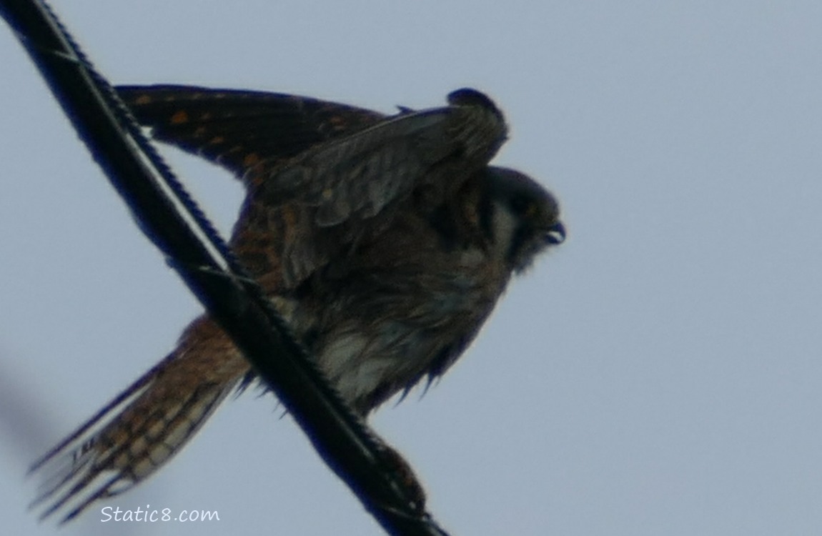 American Kestrel standing on a power line, fluttering her wings