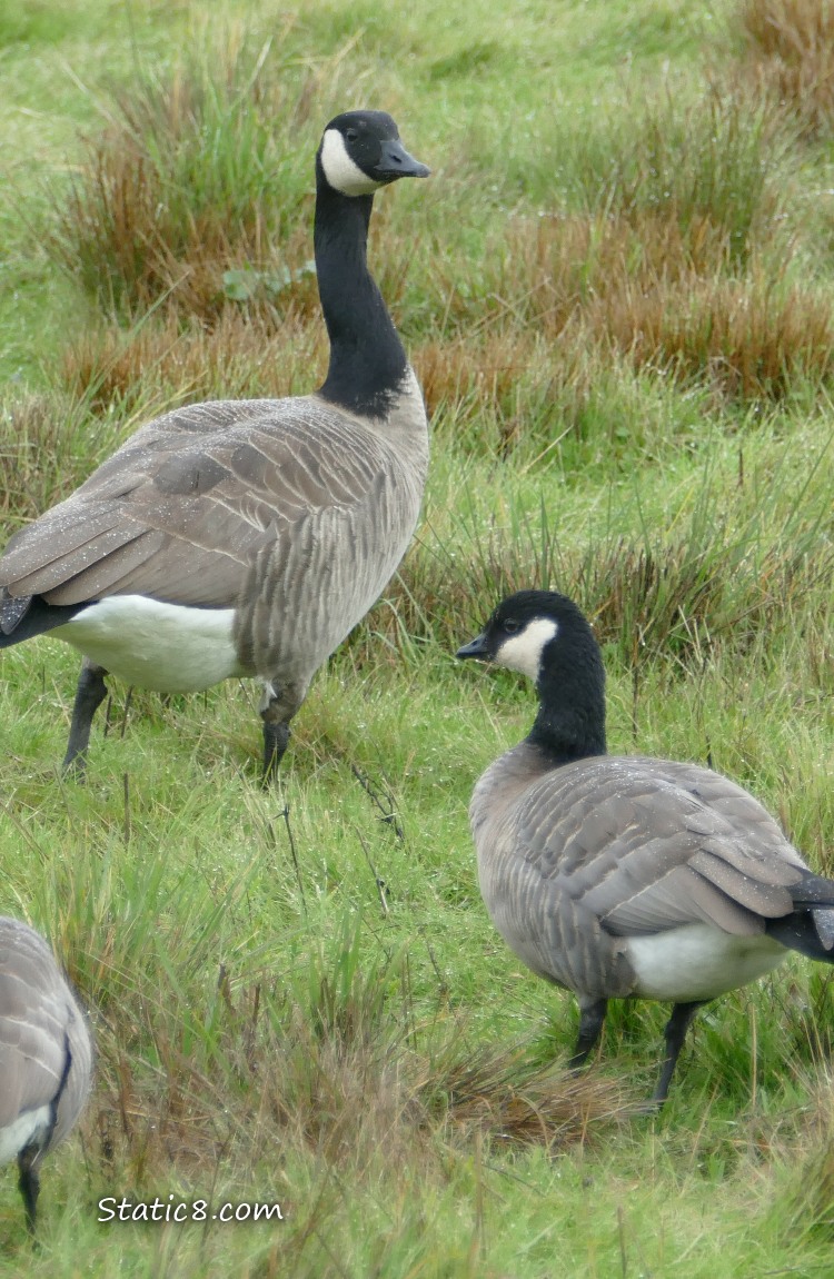Cackling Goose and Canada Goose