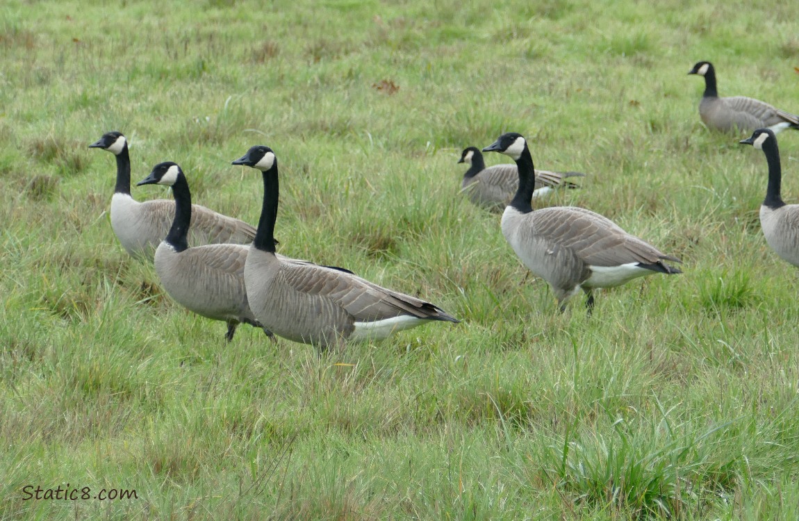 Canada Geese and Cackling Geese standing in the grass