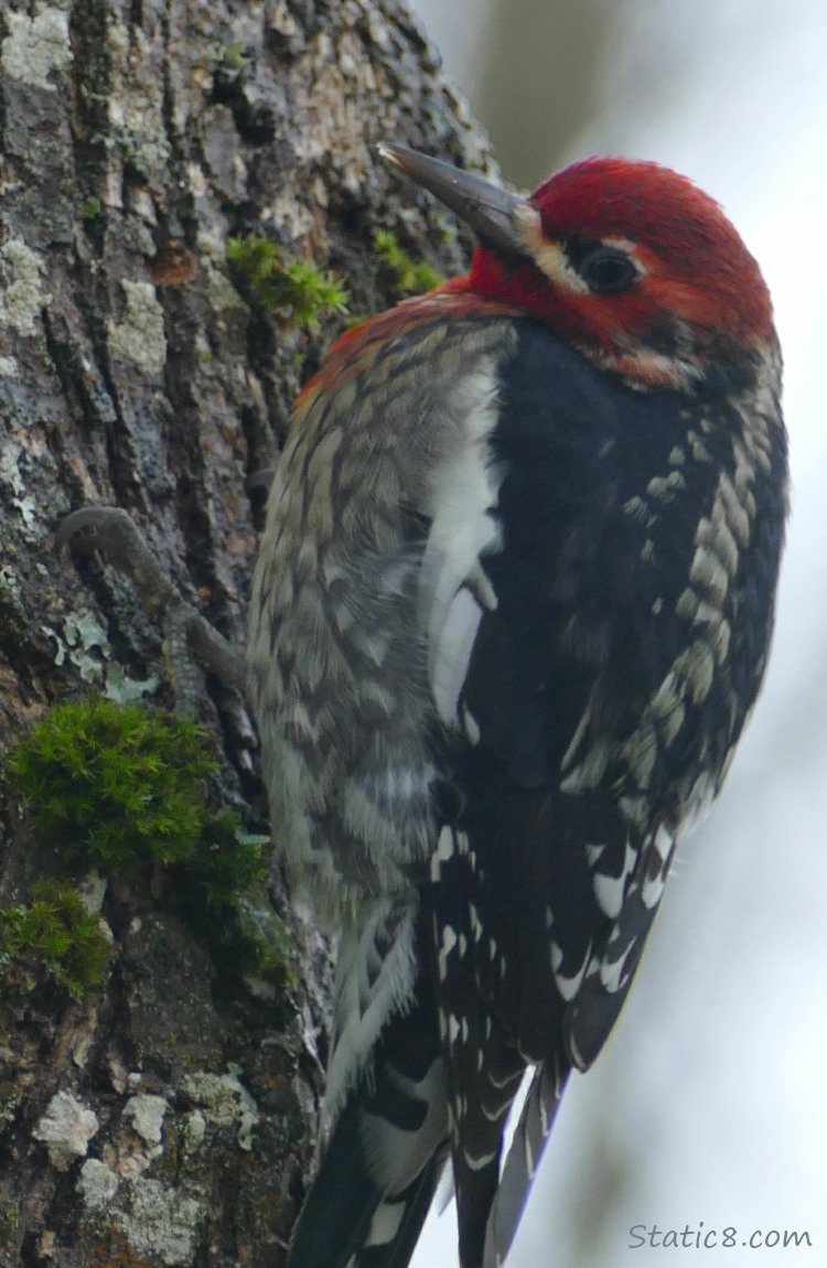 Red Breast Sapsucker, standing on the side of a tree trunk