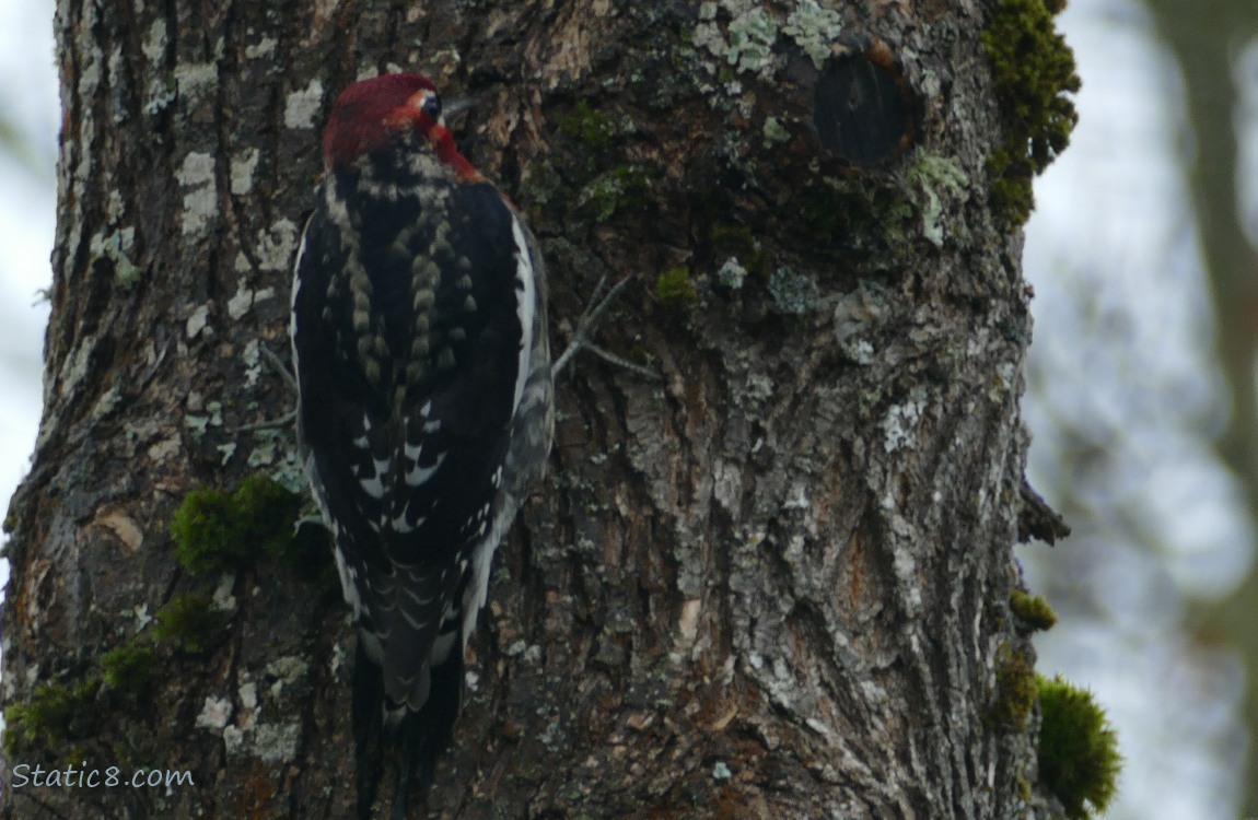 Red Breast Sapsucker, standing on the side of a tree trunk