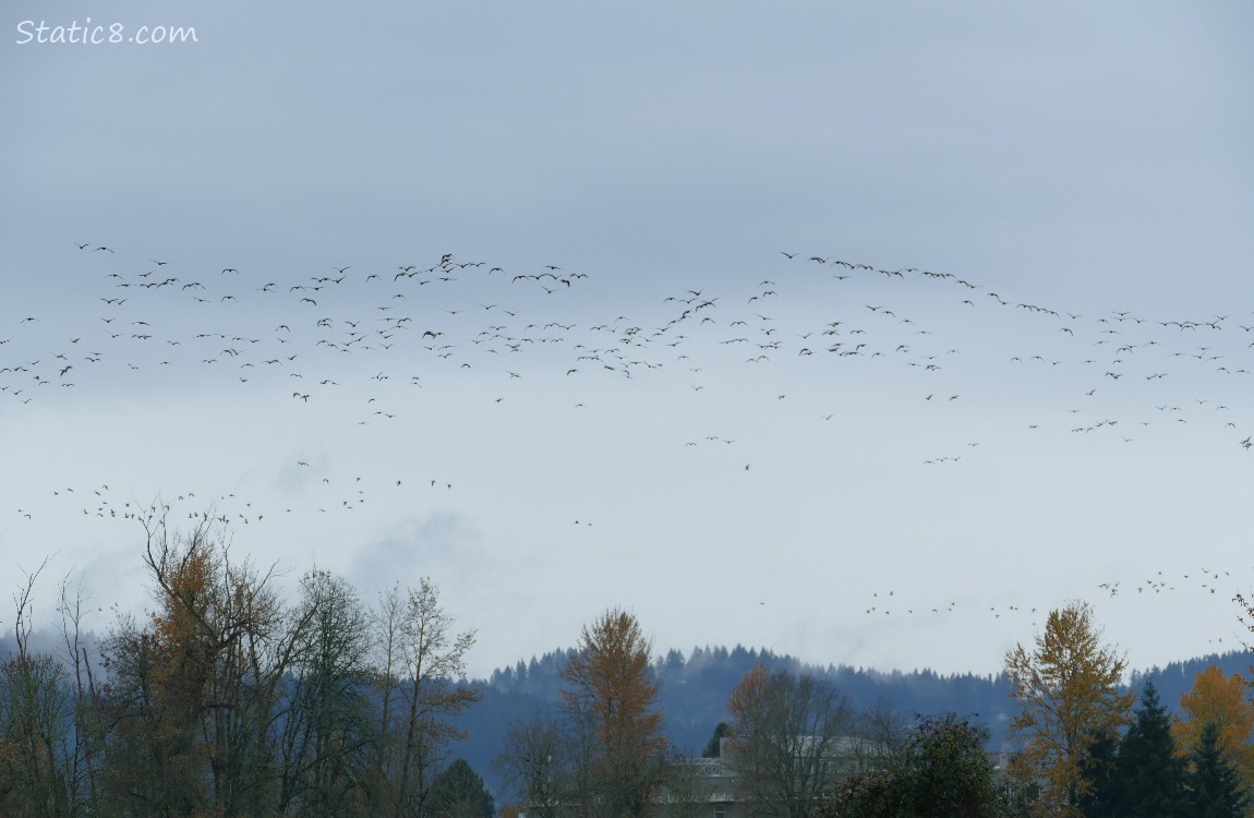 Flock of geese, in the sky