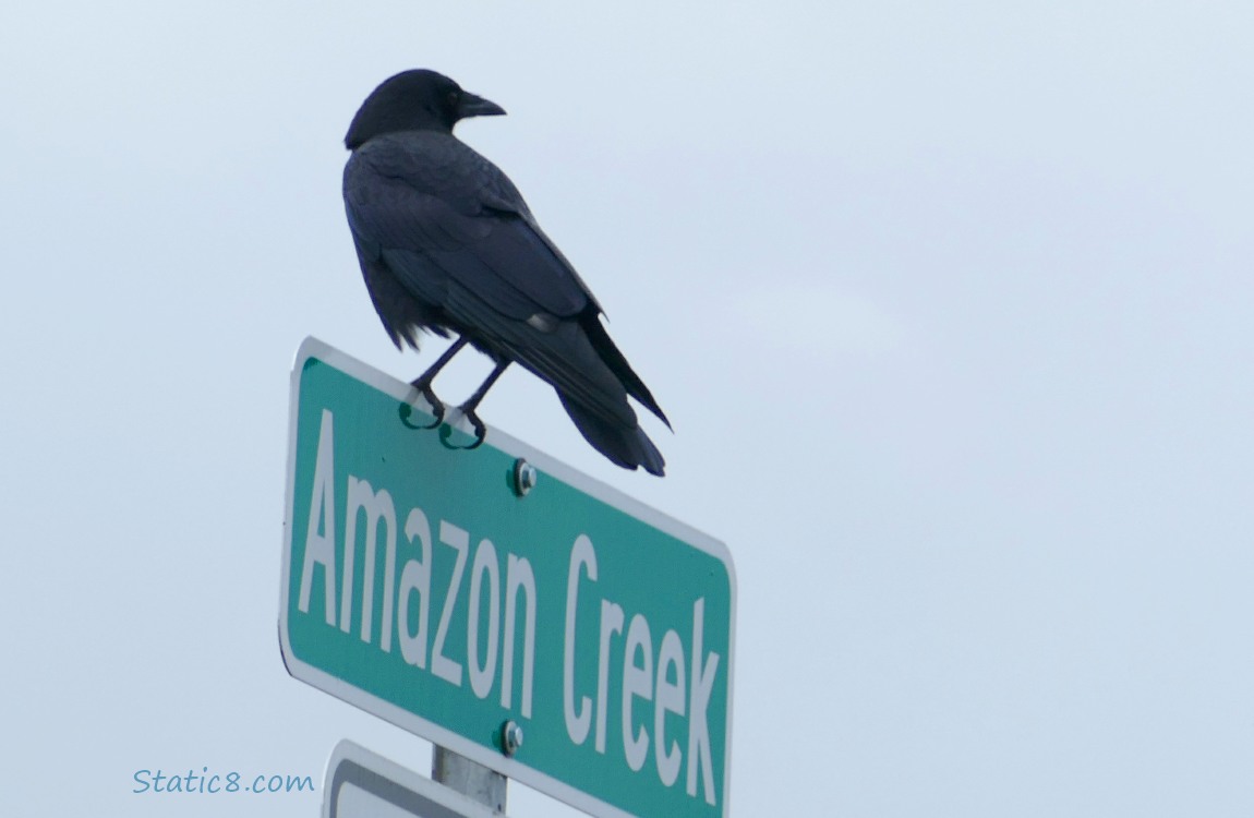 Crow standing on a street sign that say *Amazon Creek*