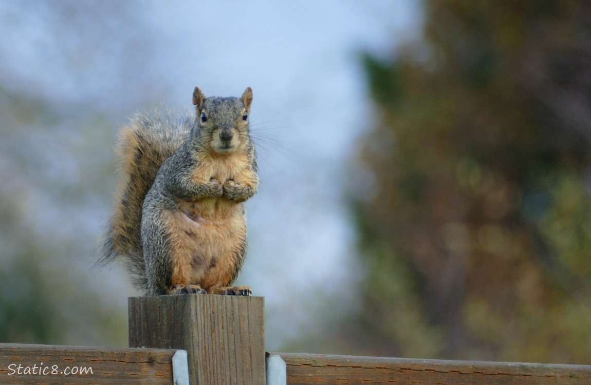 Eastern Fox Squirrel standing on a wood fence post