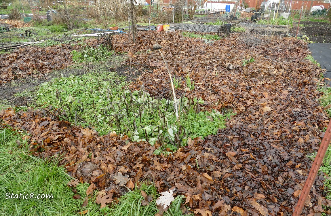 Garden plot mostly covered with leaves