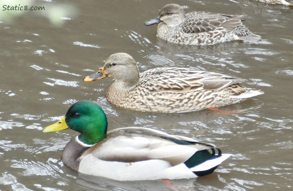 Mallards and a Green Wing Teal paddling on the water