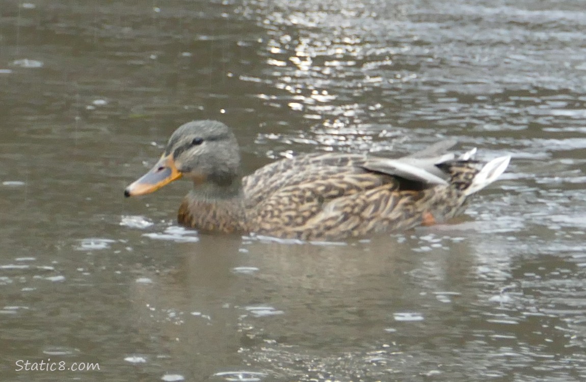 Female Mallard paddling on the water