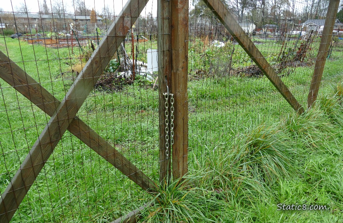 Community Garden gate, missing a lock
