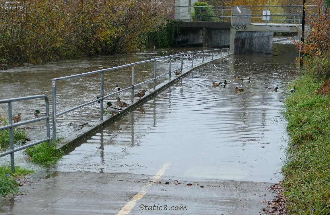Flooded bike path with ducks paddling
