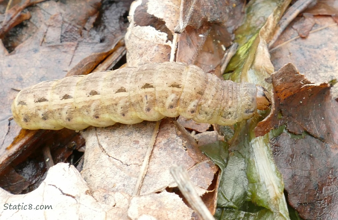 Caterpillar walking across dead leaves on the ground