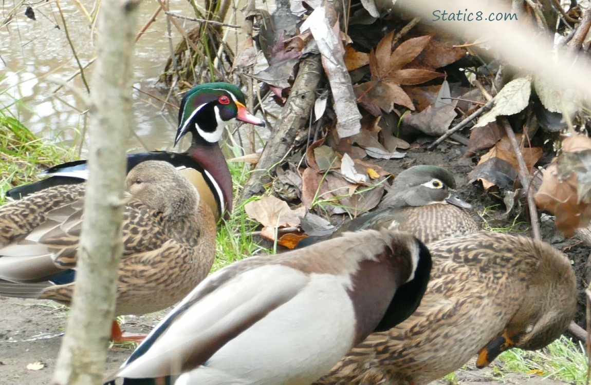a pair of Wood Ducks behind several Mallards sitting on the bank of the creek
