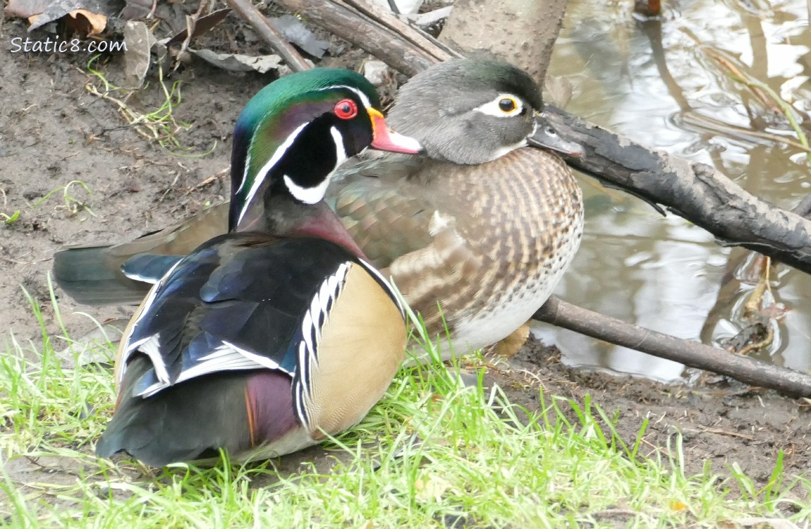 Wood Ducks sitting on the bank of the creek