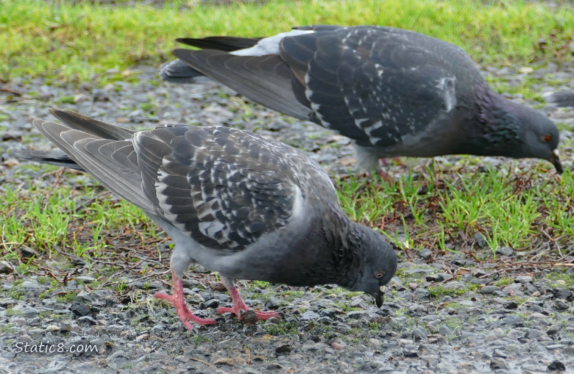 Two Rock Doves walking on the ground