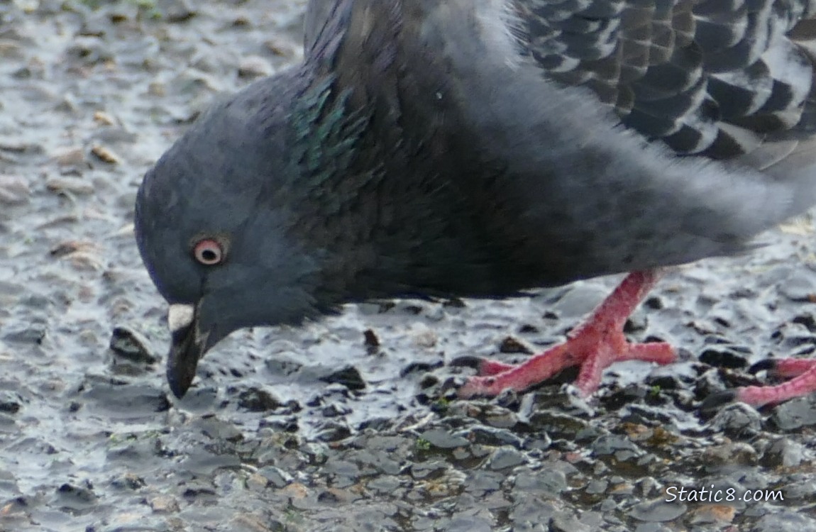 Rock Dove looking at the ground