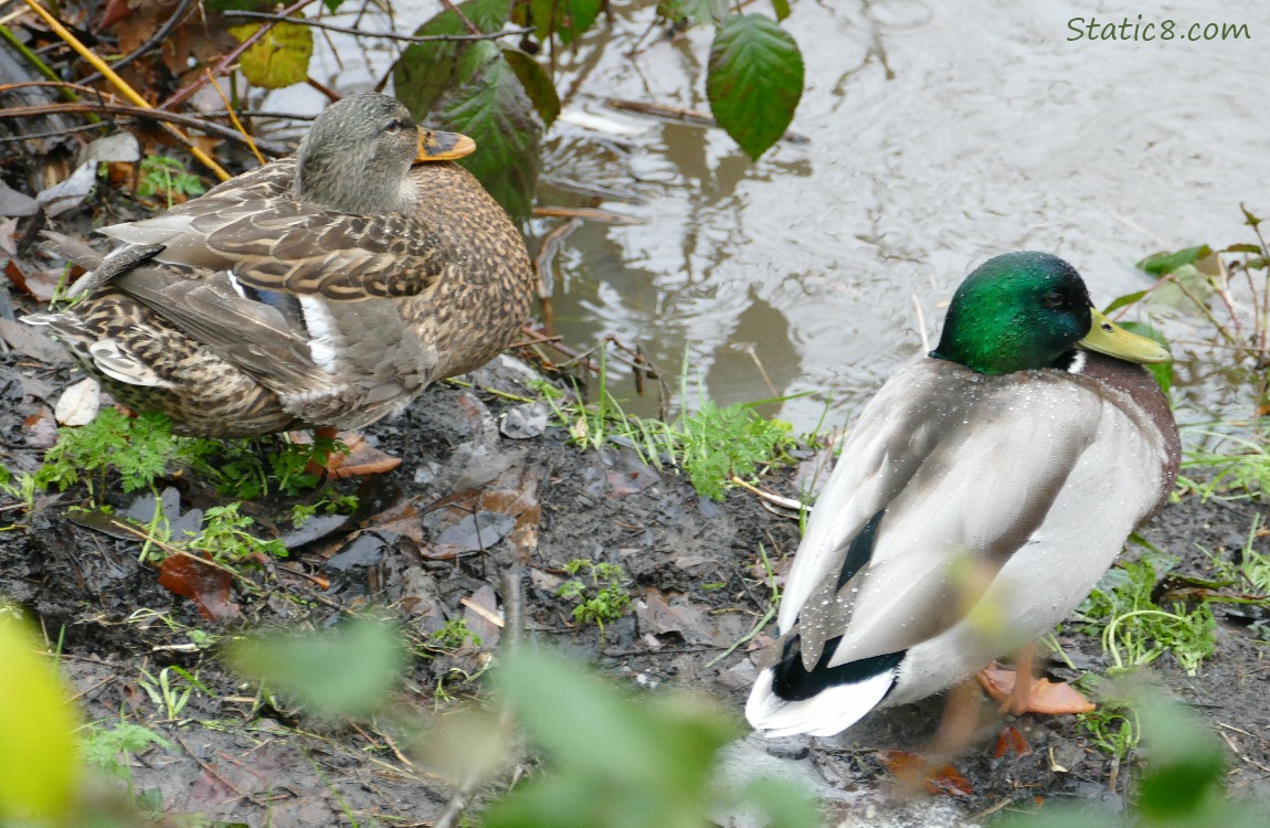 a pair of Mallards, standing on the bank of the creek
