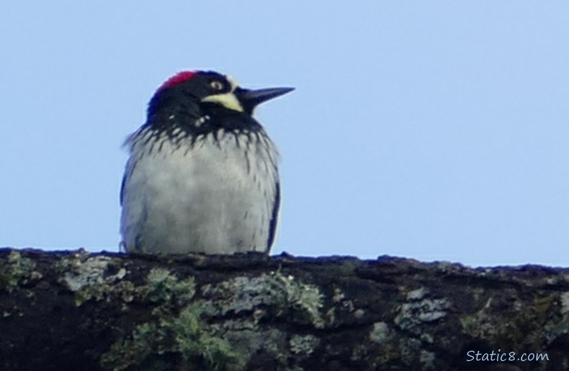 Acorn Woodpecker standing on a mossy branch