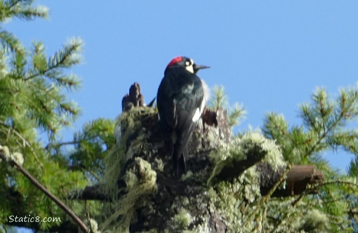 Acorn Woodpecker standing at the top of a snag