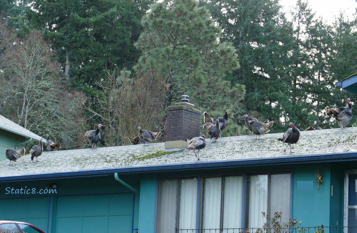 Wild Turkeys standing on the roof of a house