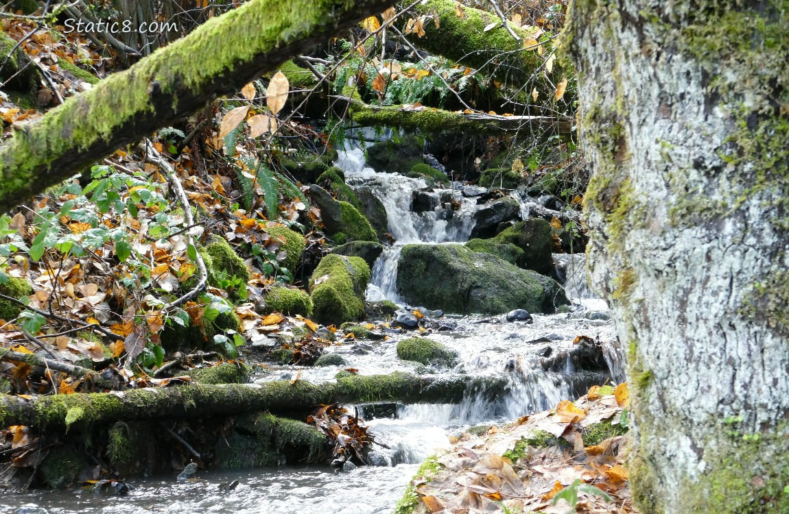 small waterfall around mossy logs and rocks