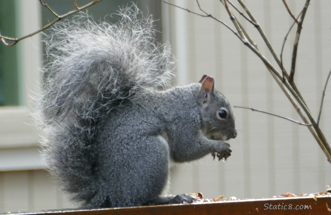 Western Grey Squirrel, sitting on a wood fence, eating something held in his hands