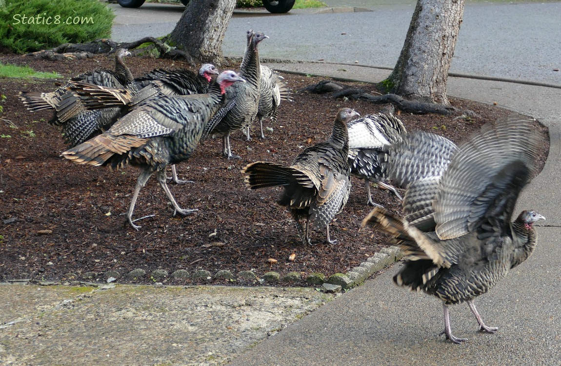 Wild Turkeys walking in a yard
