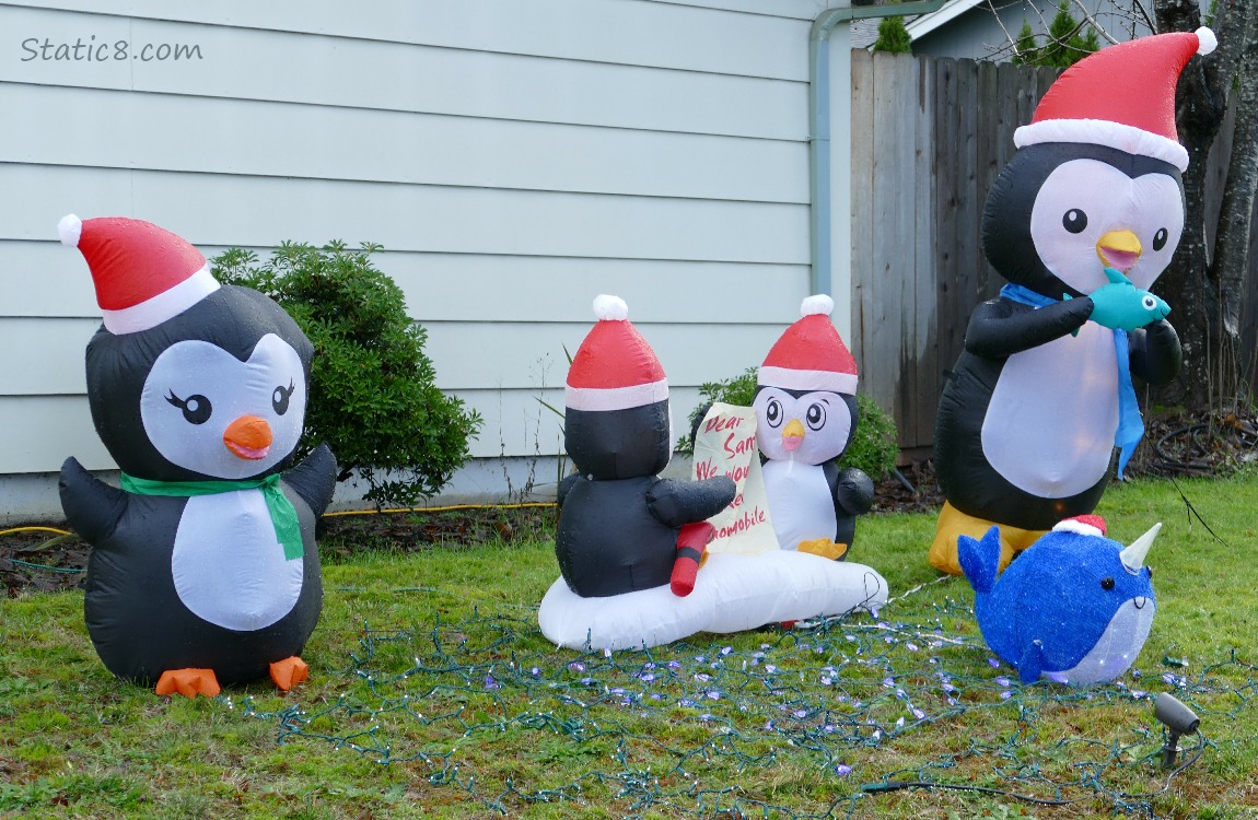 Christmas blow up decorations, Penguins and a Narwhale