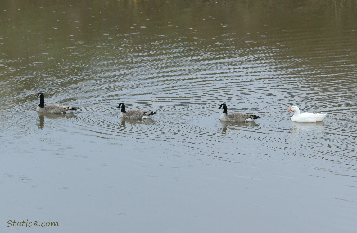Geese paddling on the water