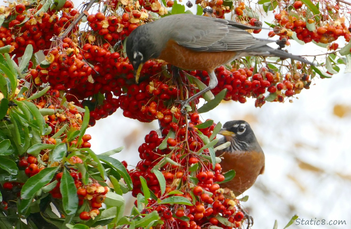 Two American Robins standing in a Pyracantha bush with many berries
