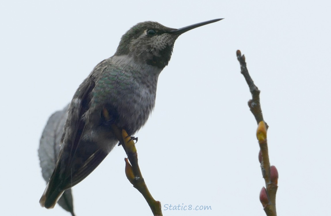 Anna Hummingbird standing on the tip of a twig