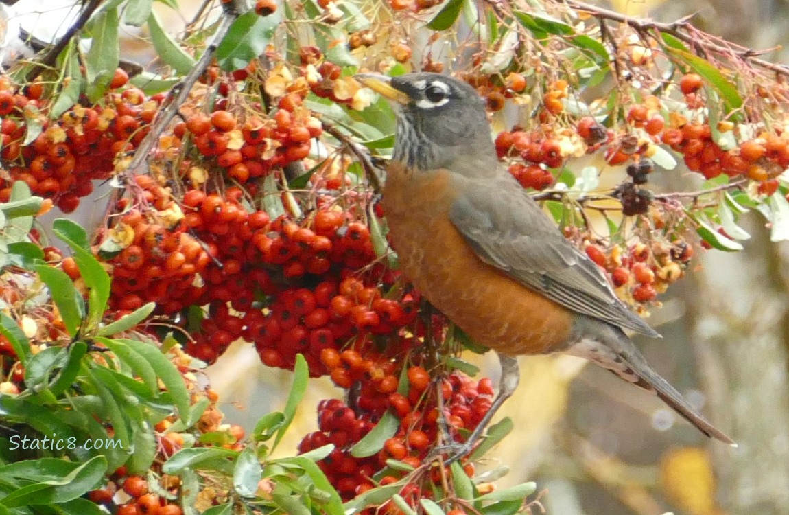 American Robin standing in a Pyracantha bush with many berries