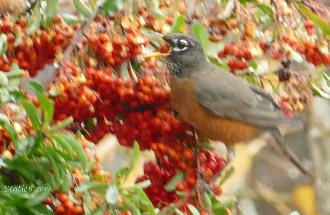 Blurry American Robin eating a Pyracantha berry