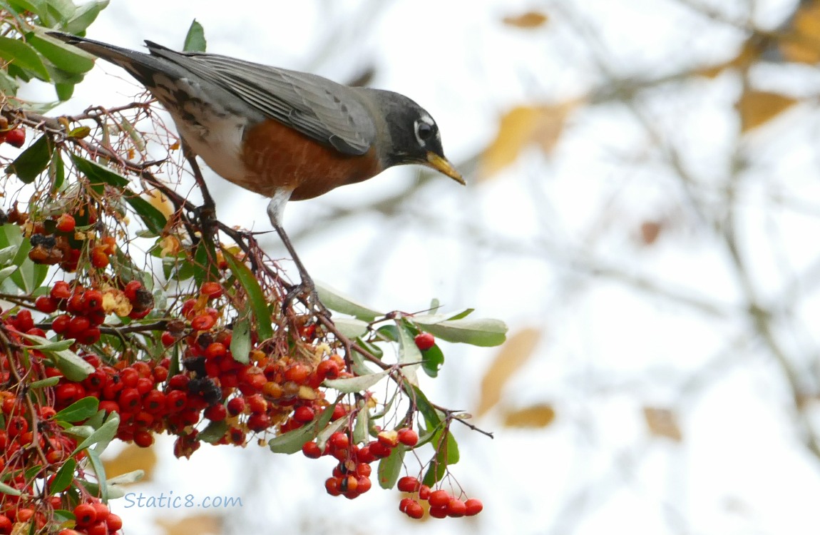 American Robin standing on a Pyracantha twig