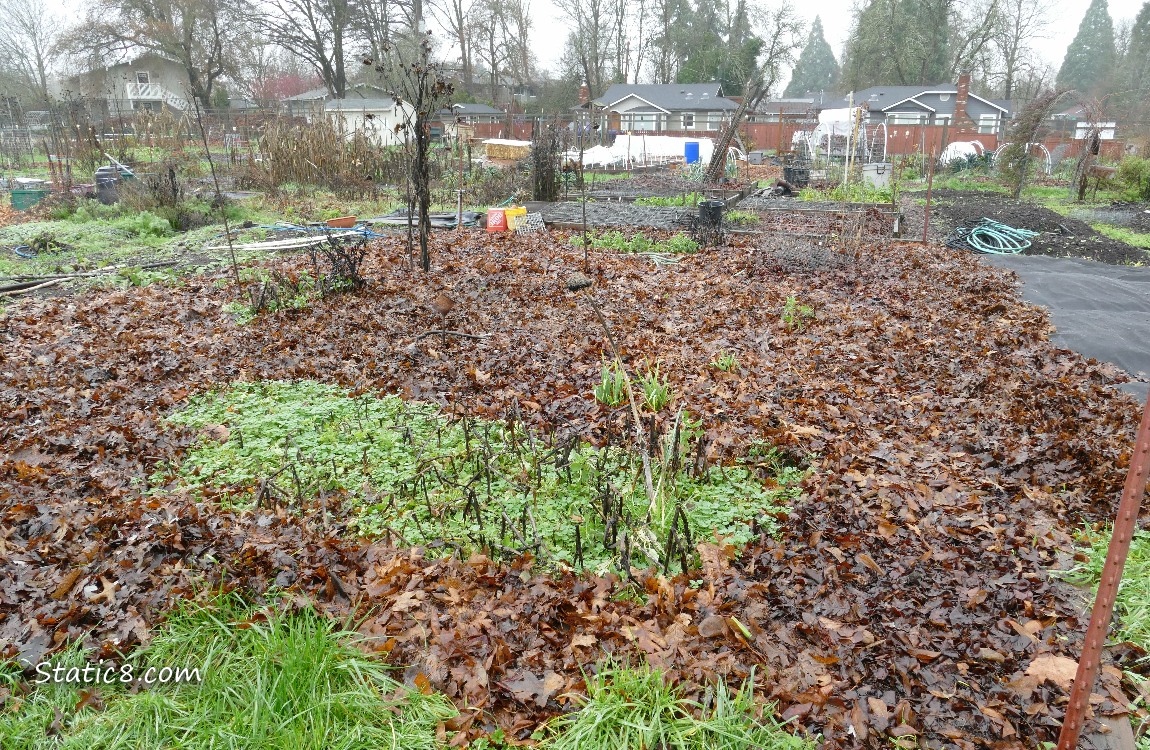 Garden plot covered with leaves