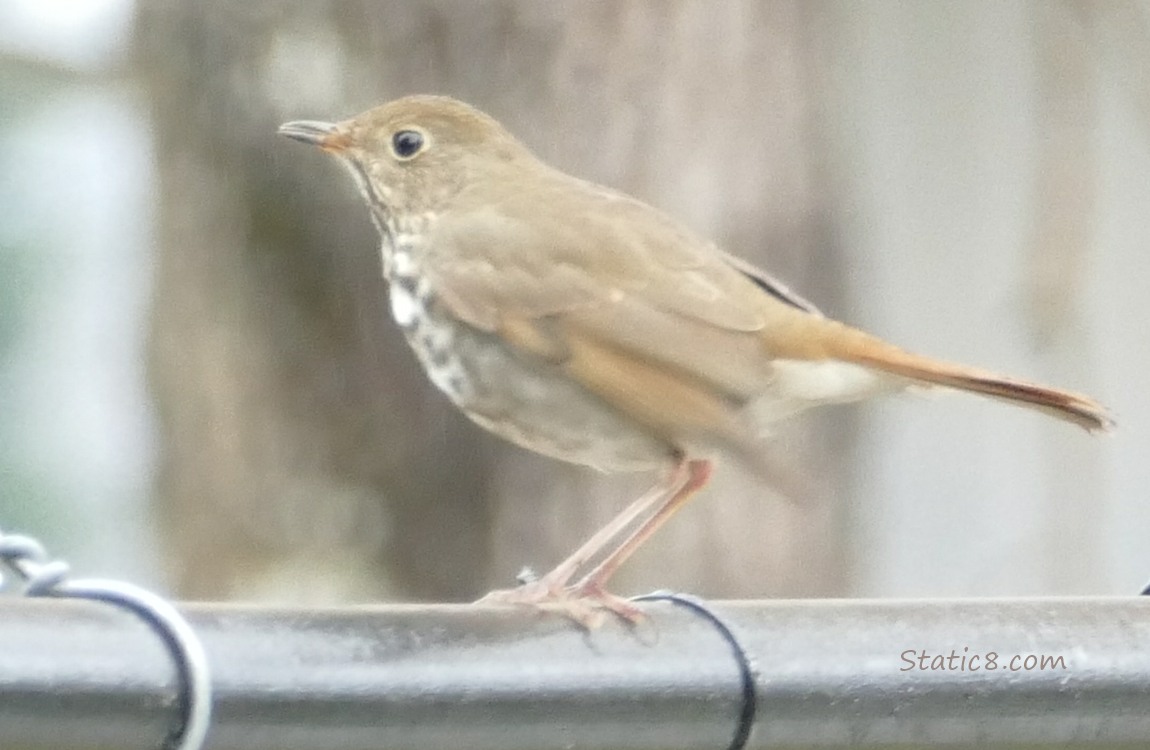 Hermit Thrush standing on a metal fence
