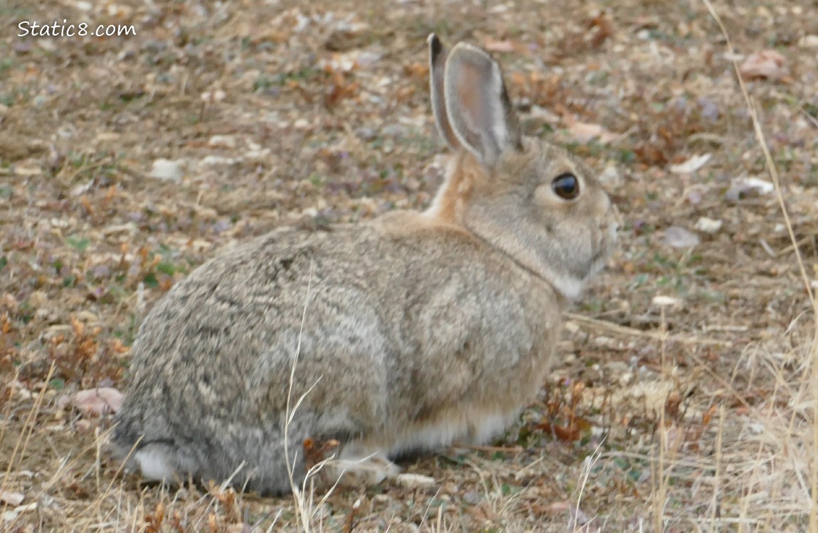 Wild Cottontail sitting in the grass