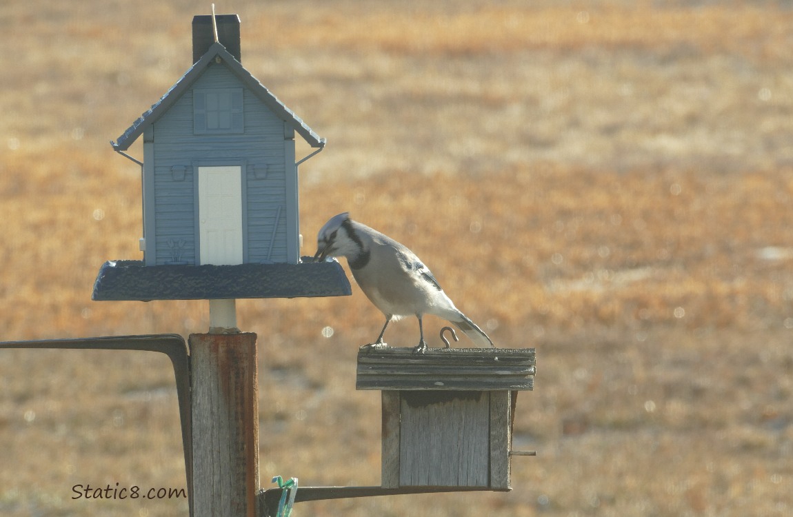Blue Jay eating at a bird feeder