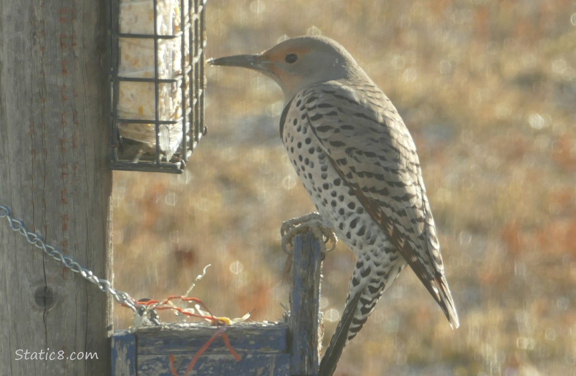 Female Northern Flicker at a suet bird feeder