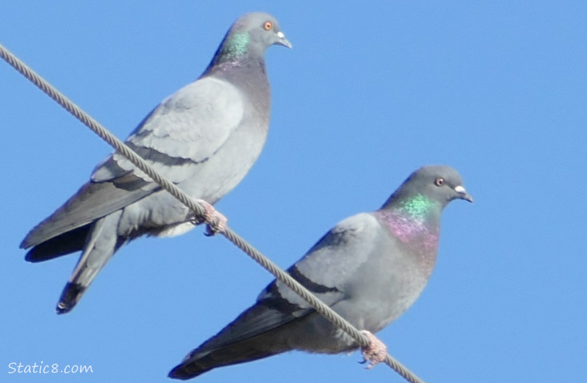 Rock Doves standing on a power line