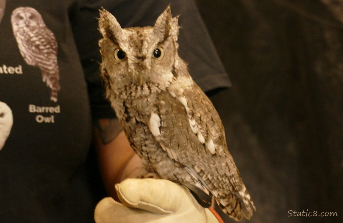 Eastern Screech Owl standing on someones arm