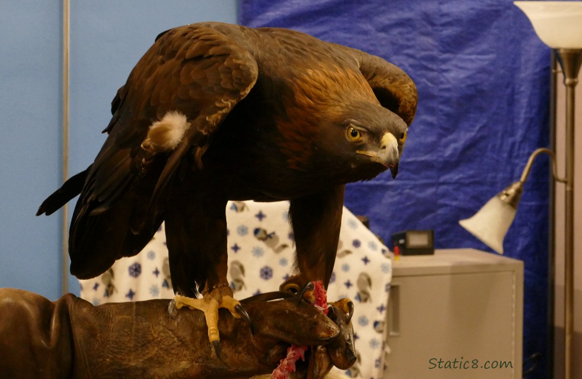 Golden Eagle standing on someones arm