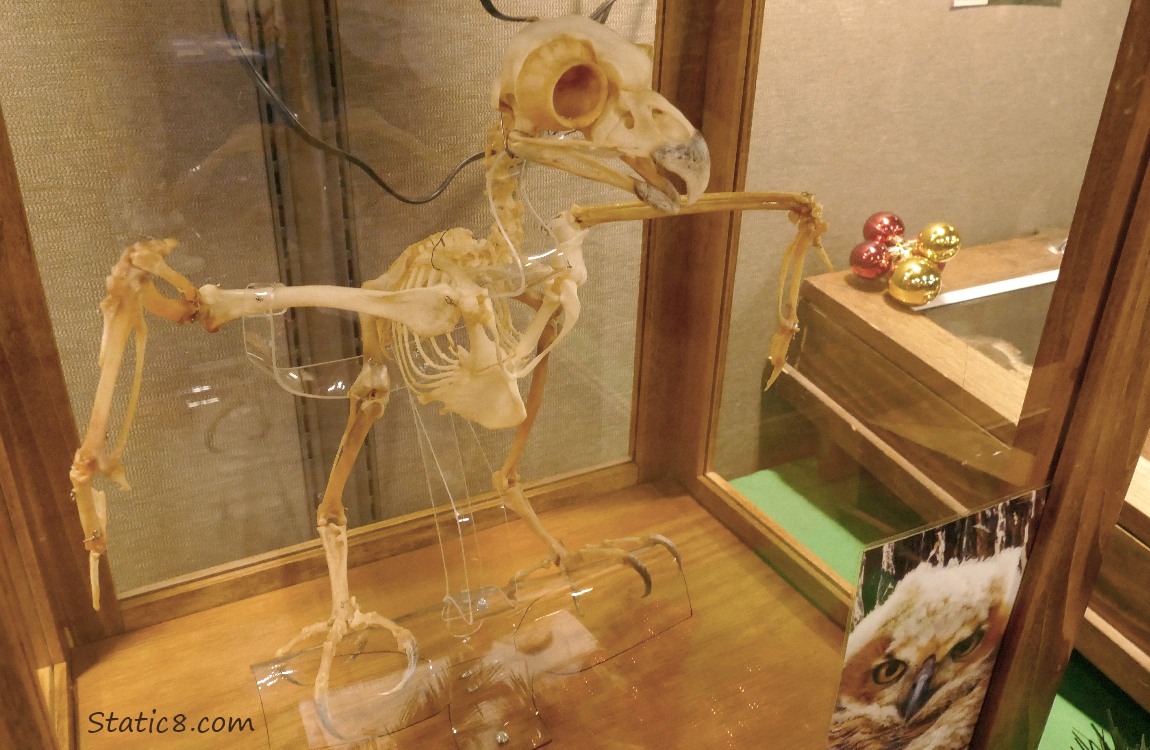 Owl Skeleton inside a glass case