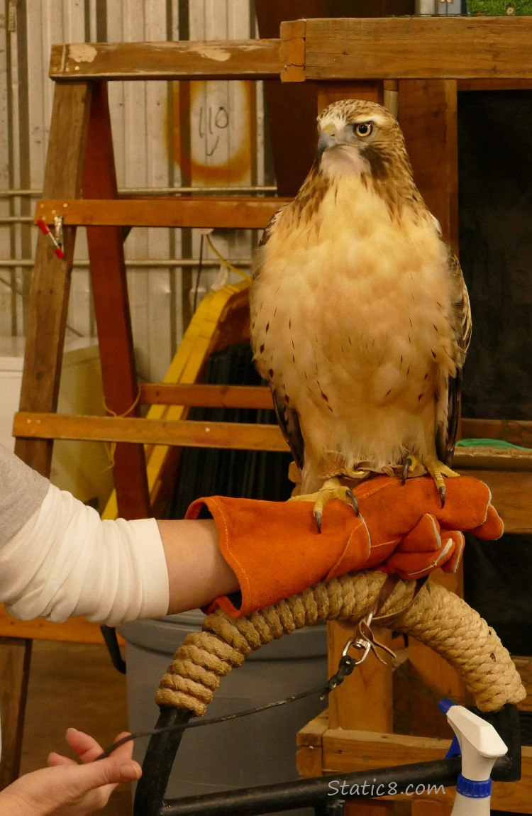 Red Tail Hawk, jessed and standing on someones arm