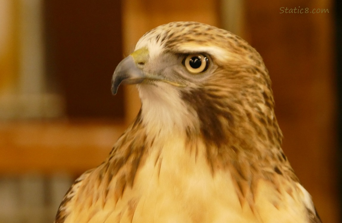Red Tail Hawk, close up of her face