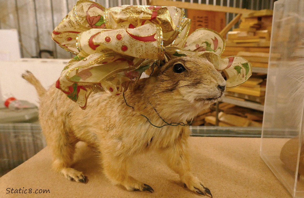 Taxidermy Prairie Dog with a Christmas ribbon bow