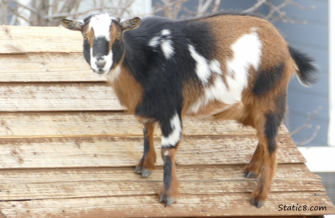 Black, white and red goat standing on the roof of a play structure